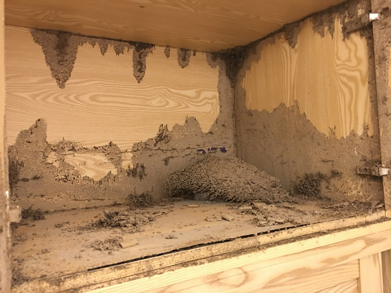 高明荷城白蚁防治所公司-灭治白蚁除杀白蚁-荷城专业权威的白蚁防治中心